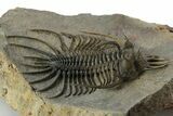 Alien-Looking Quadrops Trilobite - Huge, Top-Quality Example #350477-2
